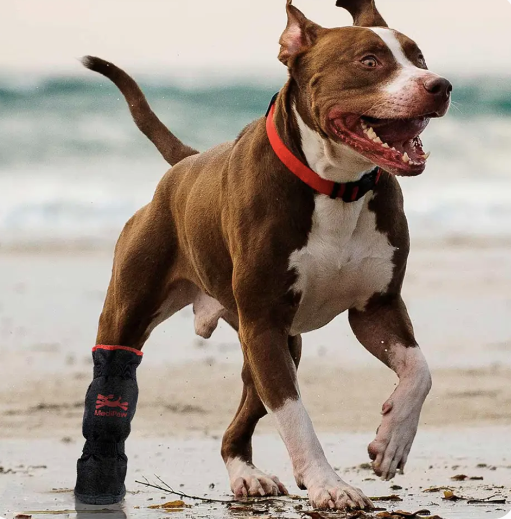 Protecting Your Dog's Paws in Hot and Cold Weather: The Benefits of MediPaw  Boots - BoDee, Inc. dba DogLeggs